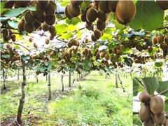 11、智利綠奇異果